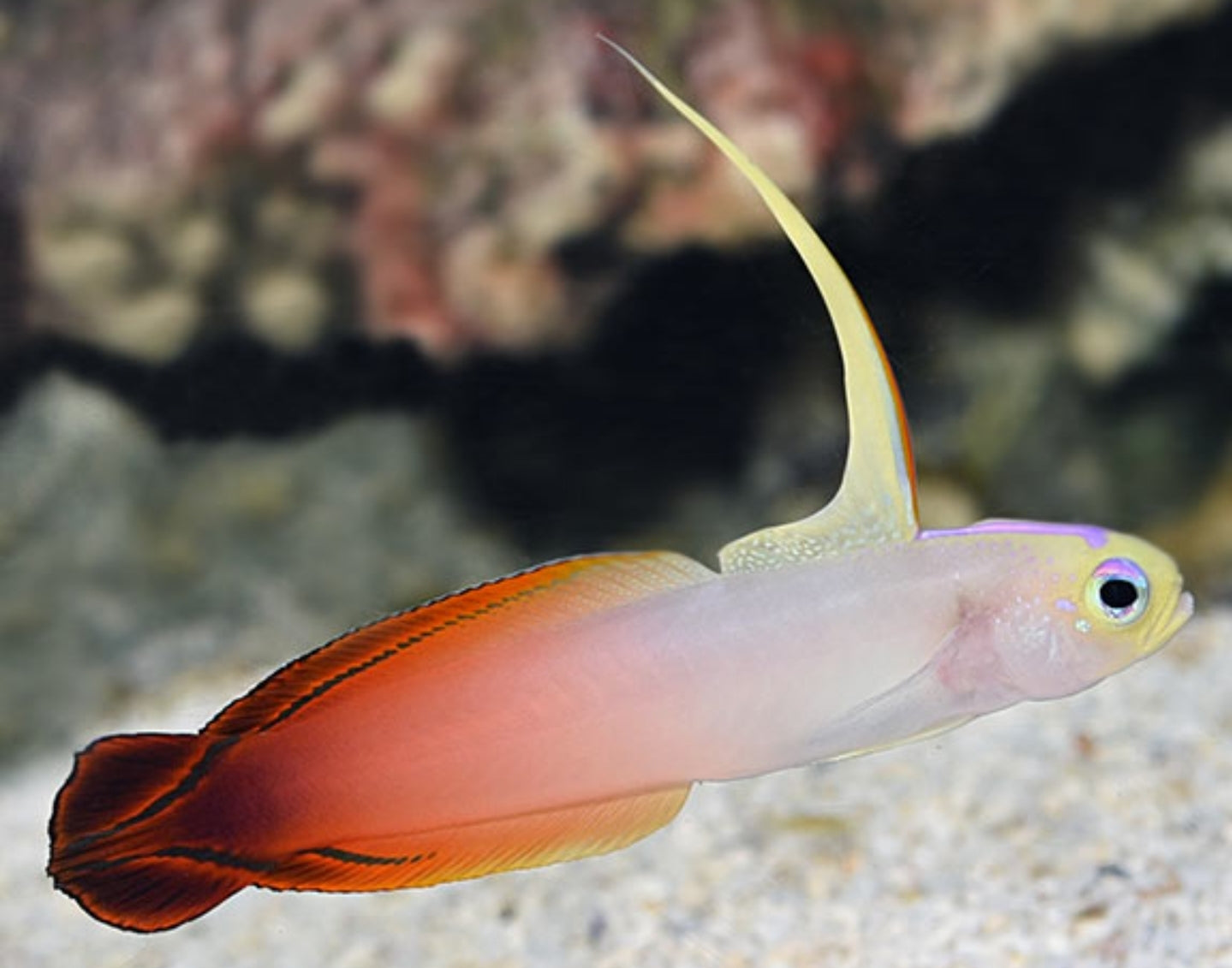 Fire Cod Fish Red Fire Fish | Shipwreck Cove Corals