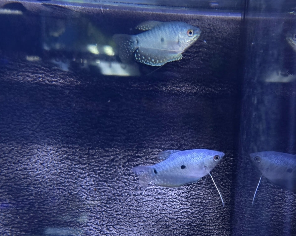 Gourami opaline