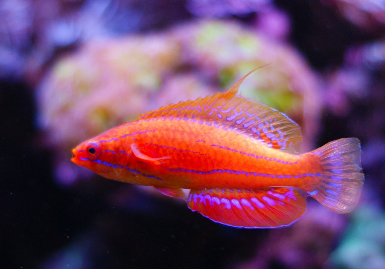 Carpenter Flasher Wrasse | Shipwreck Cove Corals