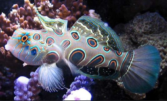 Target/Spotted Mandarin Goby