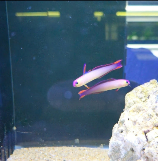 Purple Fire fish