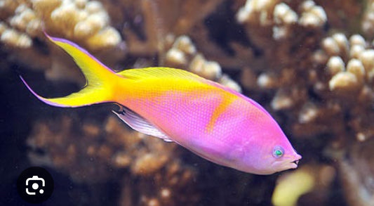 Carberryi Anthias