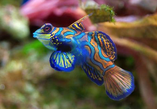 Green Mandarin Goby