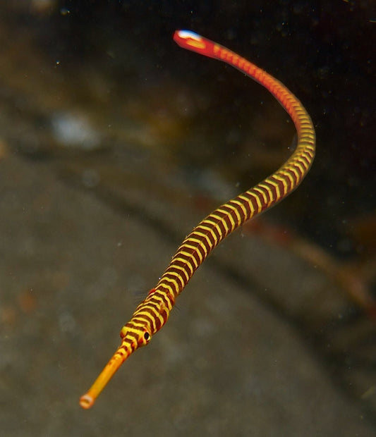 Yellowbanded Pipefish M/L