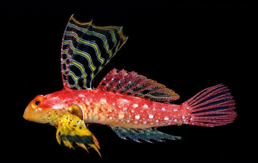 Ruby Red Dragonet