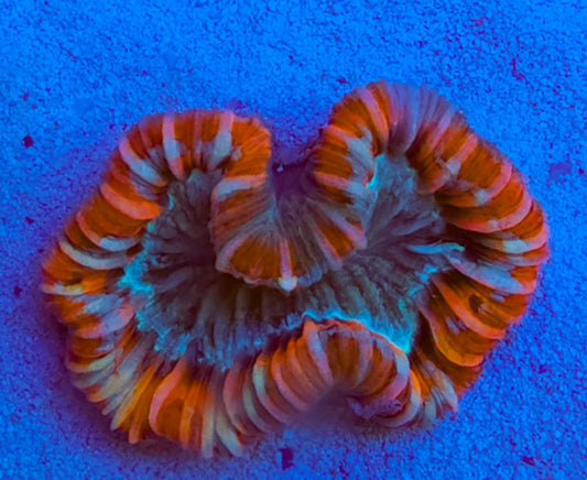 WYSIWYG Open Brain/Trachy coral #2