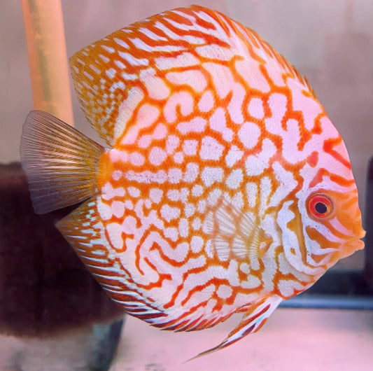 Discus yellow pigeon 3"