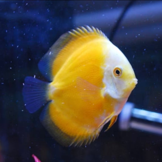 Discus yellow melon 3"