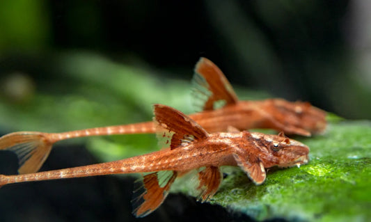 Catfish Red lizard whiptail