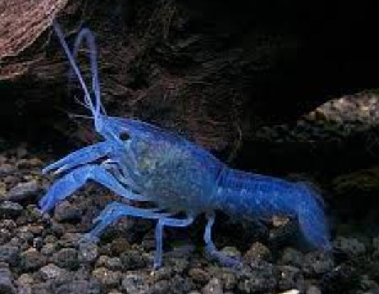 Lobster electric blue