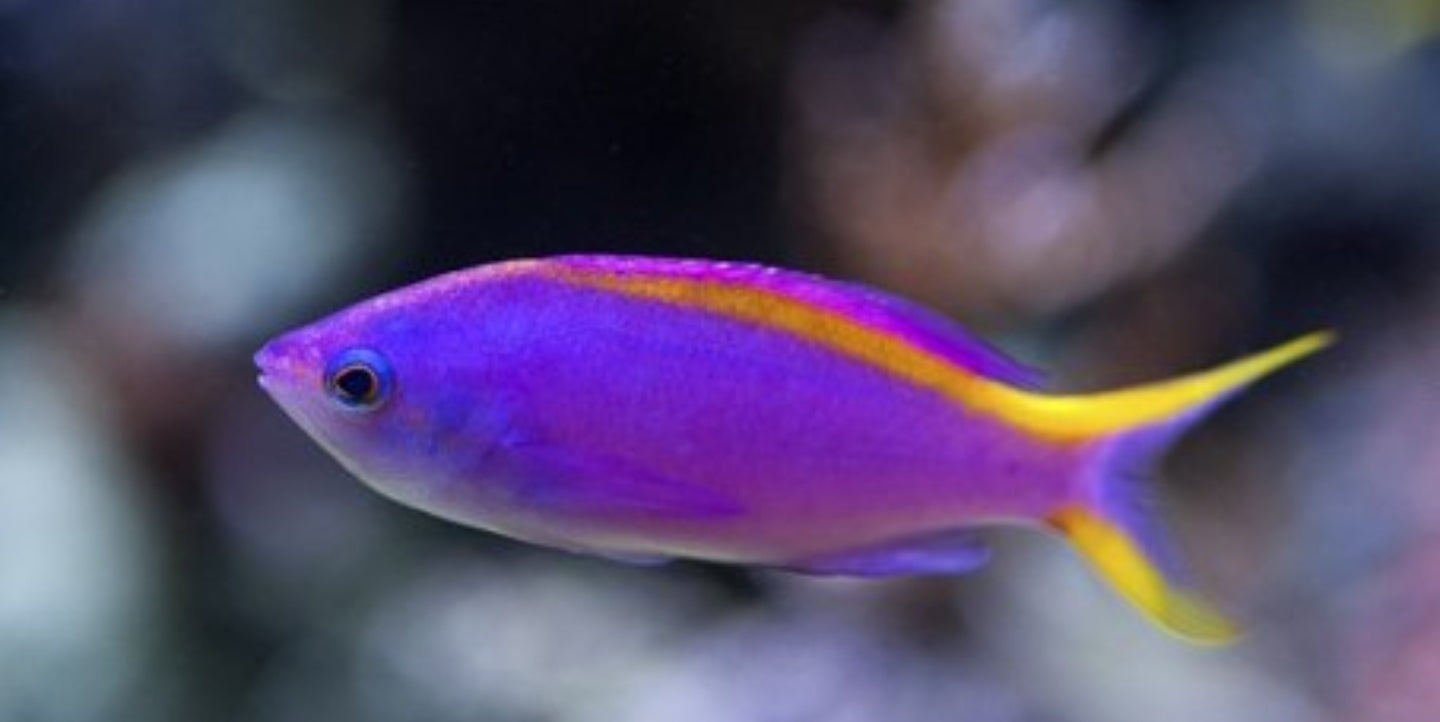 Purple Queen Anthias