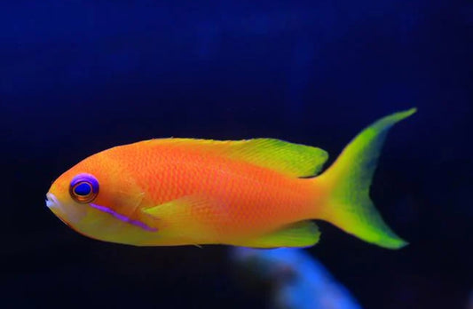 Lyretail Anthias Female