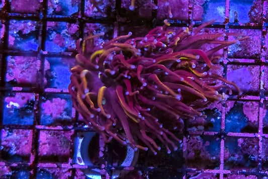 WYSIWYG 2 HEADS SCC Red Rum Torch coral