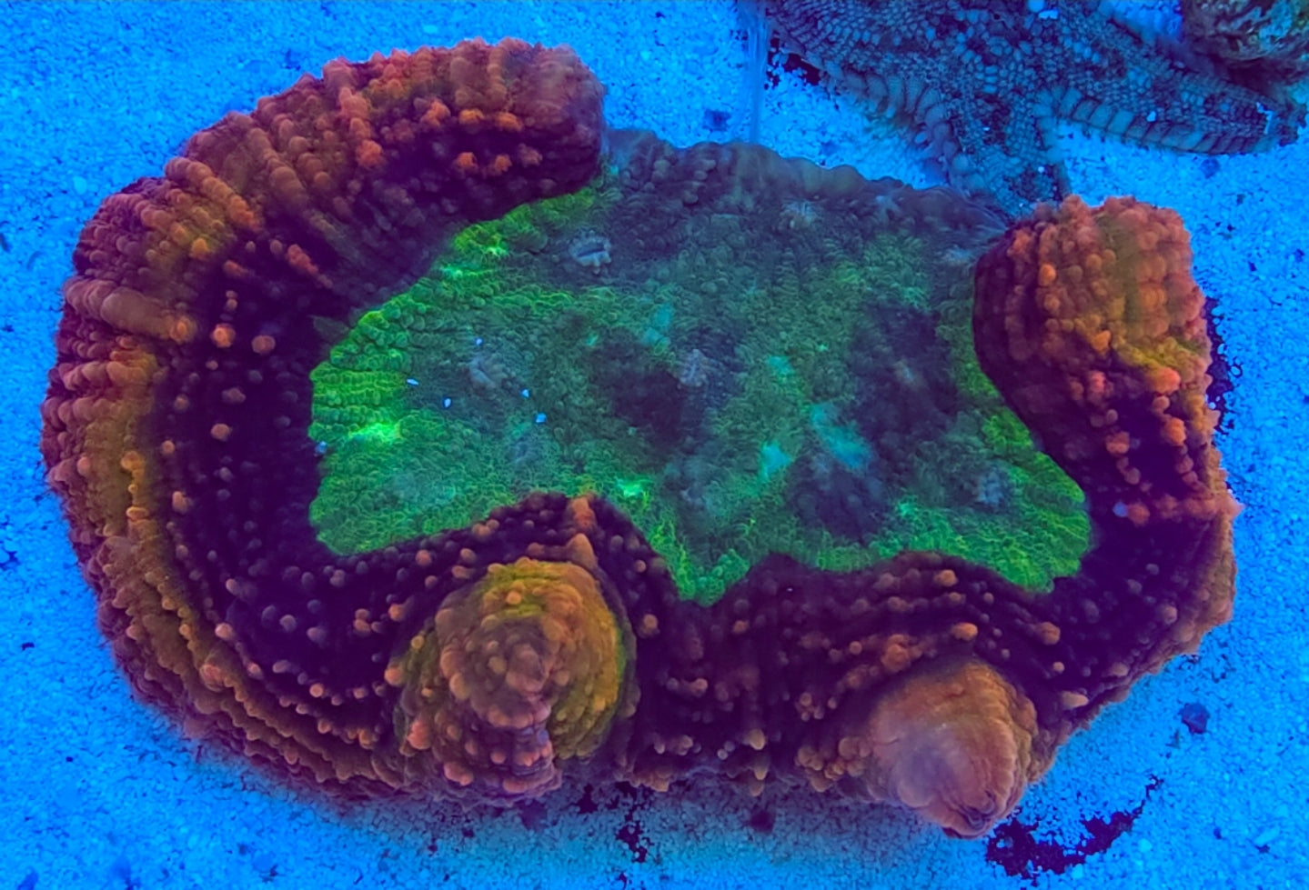 WYSIWYG L/G Ultra Rainbow Lobo coral new