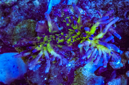 WYSIWYG Reef Raft Ausy Gold acro coral