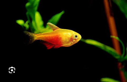 Tetra von Rio orange