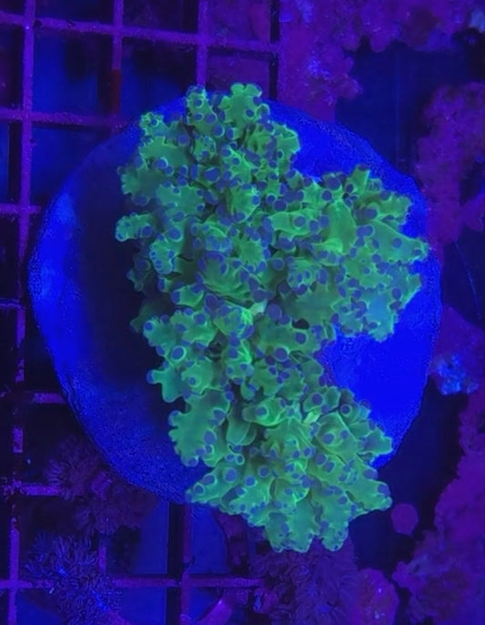 WYSIWYG 2 Heads Ultra neon green+ blue tip frog spawn