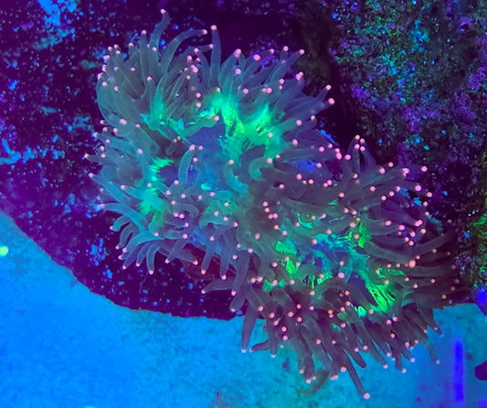 WYSIWYG Ultra Pink Tip Elegance coral