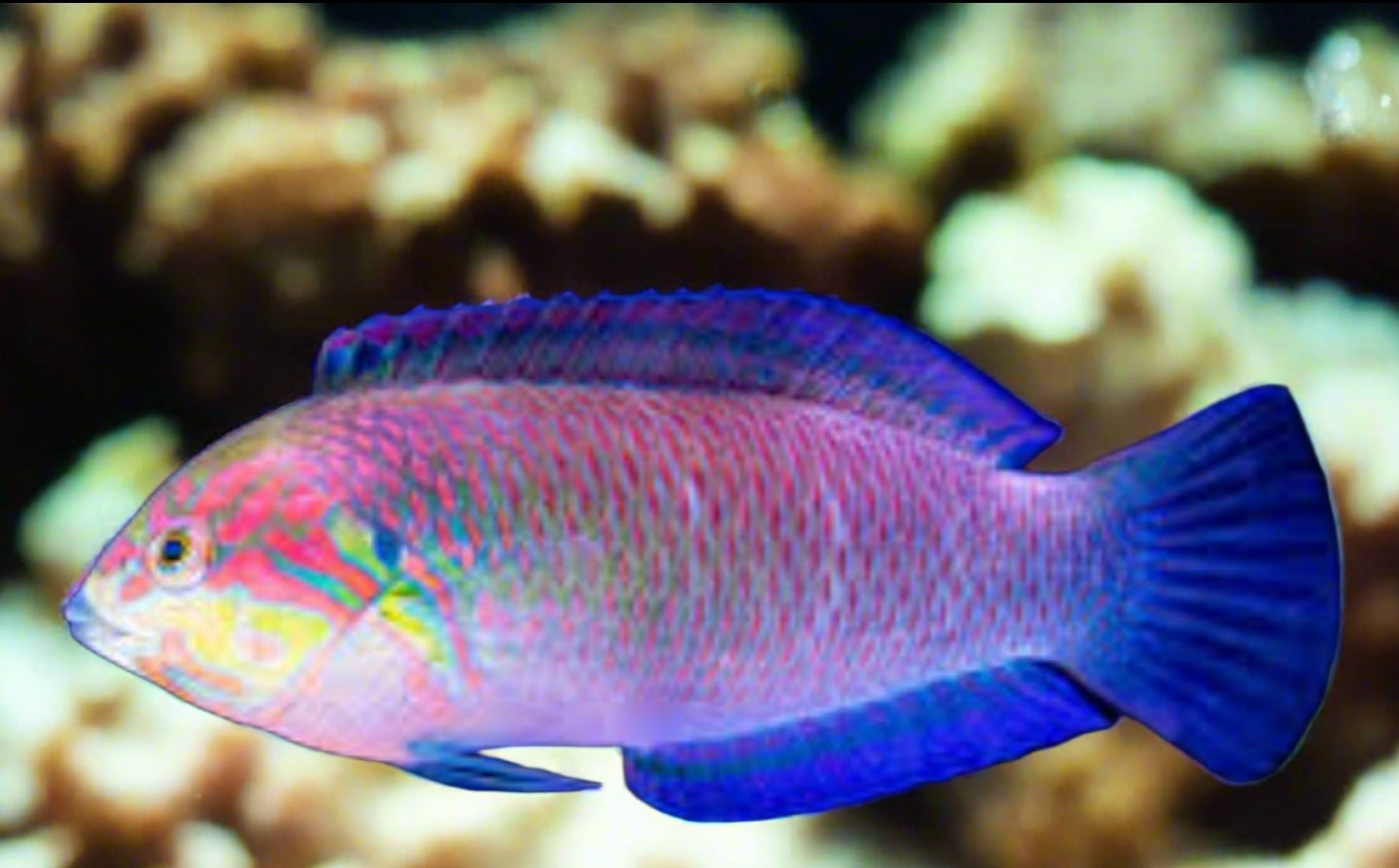 Moyer's leopard Wrasse