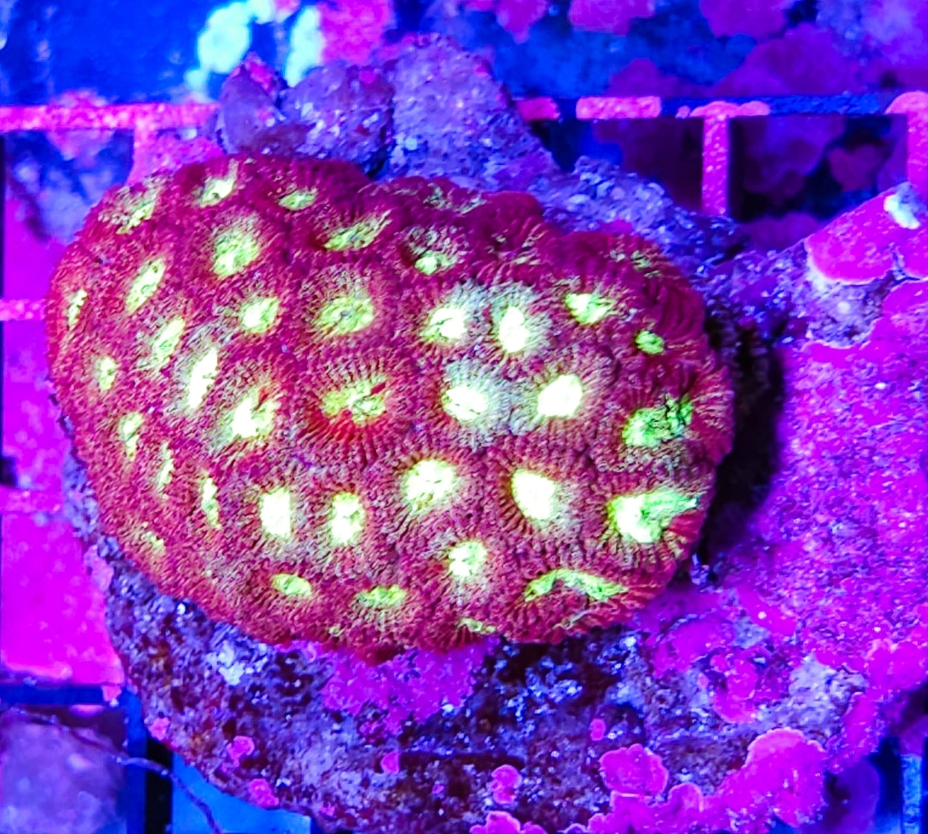 WYSIWYG Red and Yellow Eye Sparkles Favia coral colony new