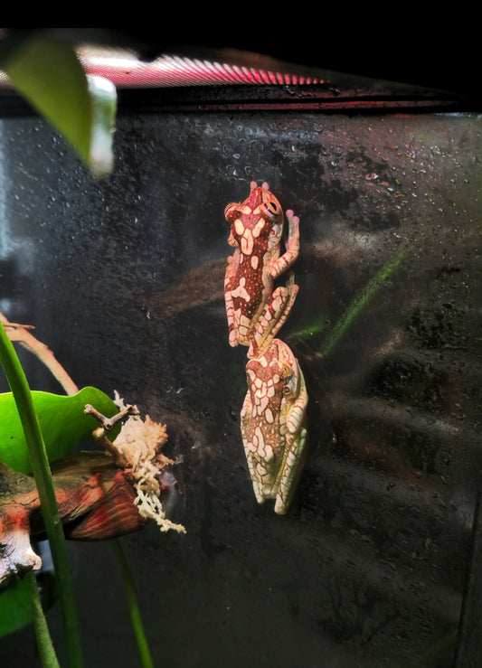 Boana Picturata Tree frog sub adult new