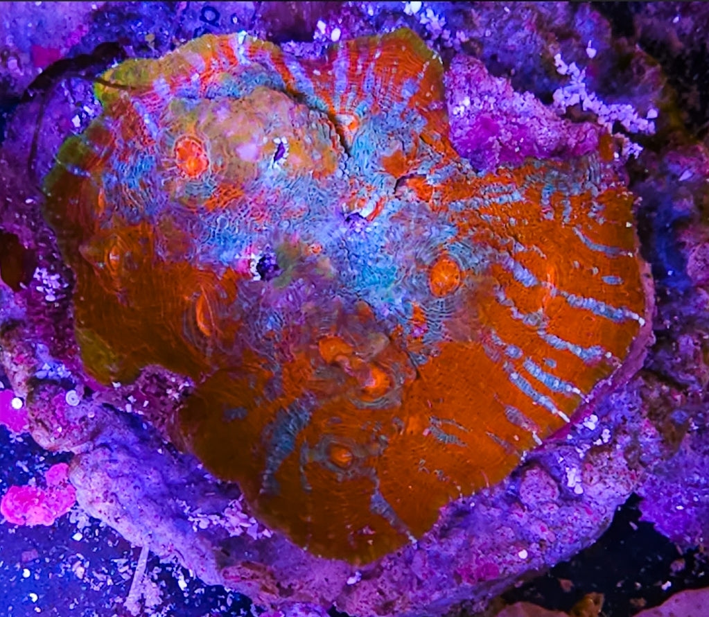WYSIWYG Ultra Rainbow Chalice coral new