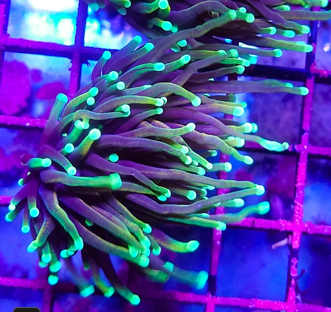WUSIWYG 2 heads Ultra Egg Plant torch coral new