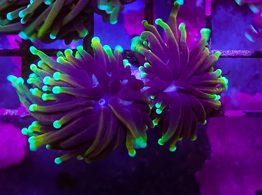 WYSIWYG 2 heads Ultra EggPlant Totch coral new