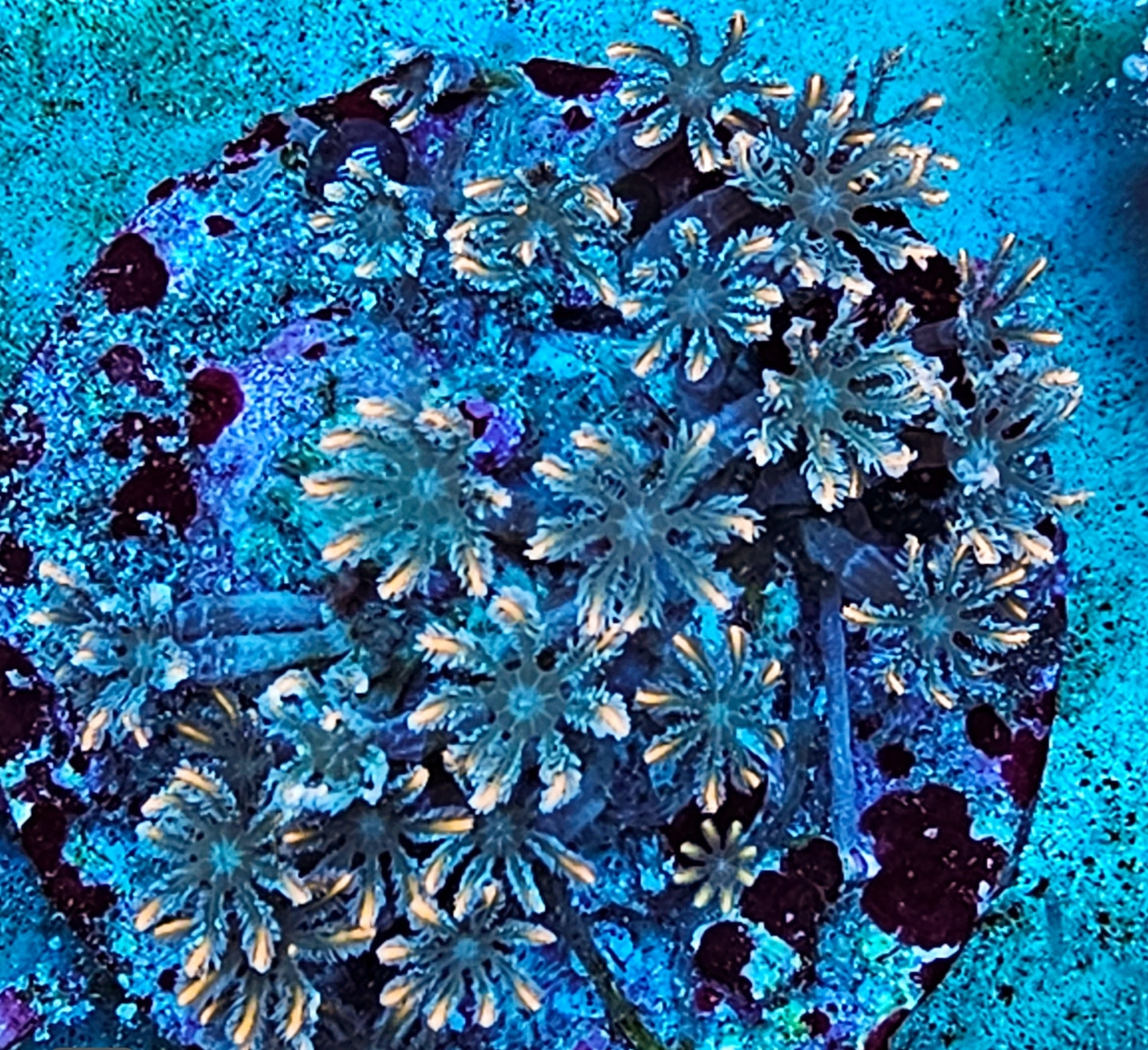 WYSIWYG Pink Tip clove polyps coral colony new