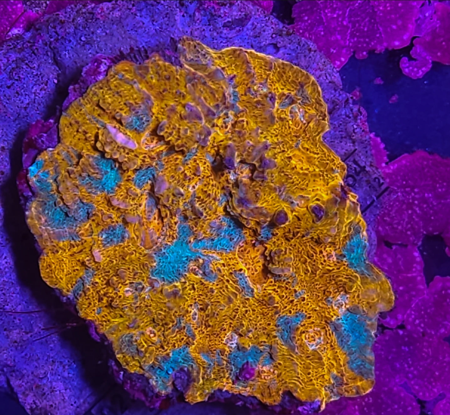 WYSIWYG  L/G Ultra Chalice colony coral new