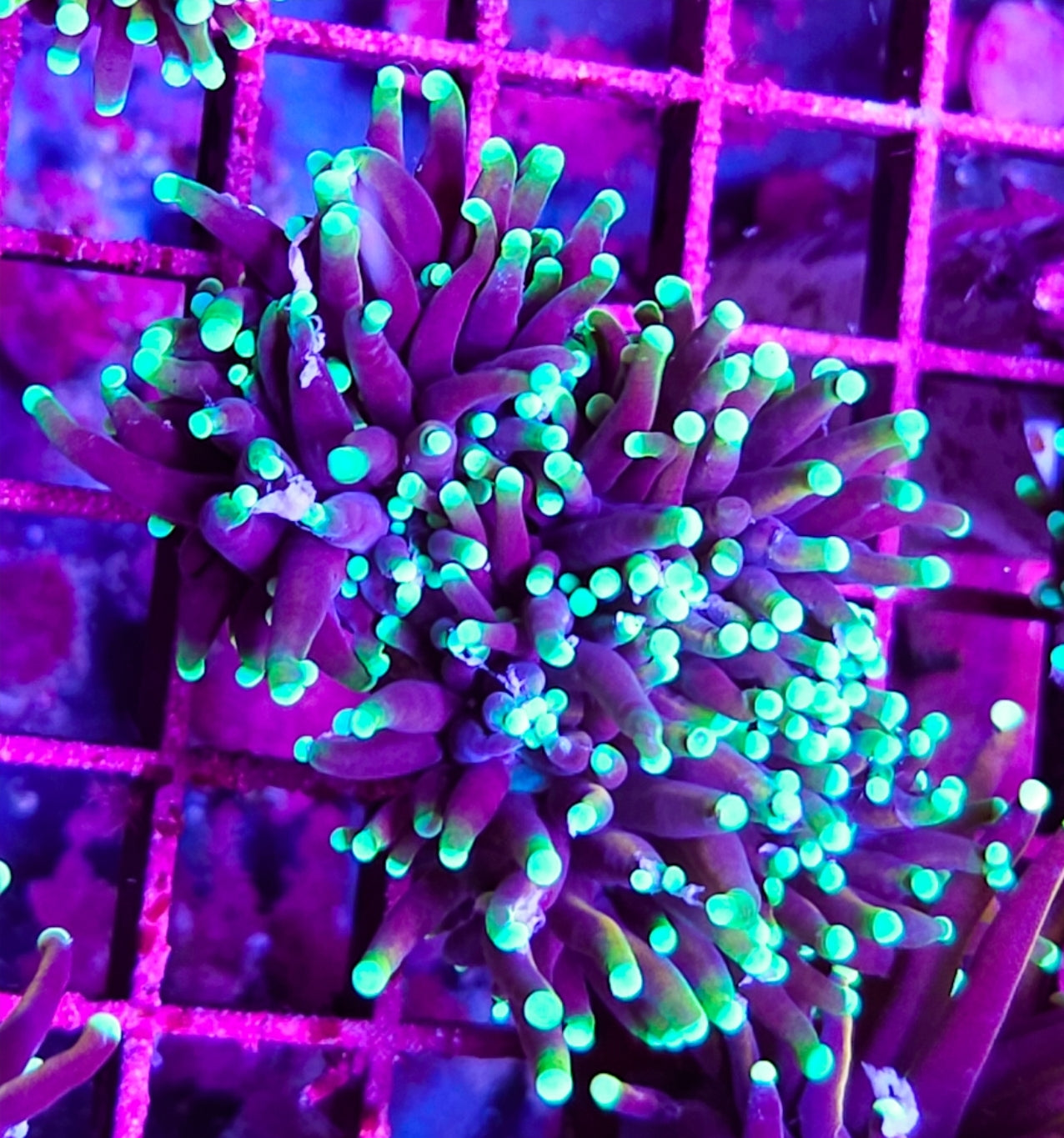 WYSIWYG 3 Heads Ultra Egg Plant Torch coral new