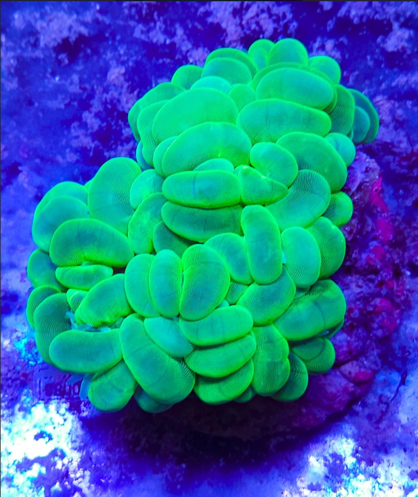 WYSIWYG Green Bubble coral new