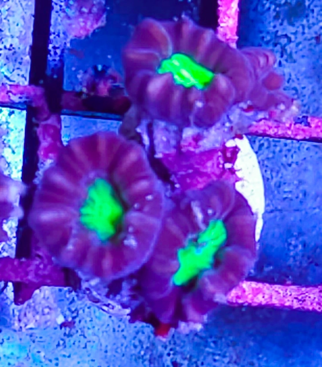 WYSIWYG 4 heads Purple and Green Candy Cane Coral new