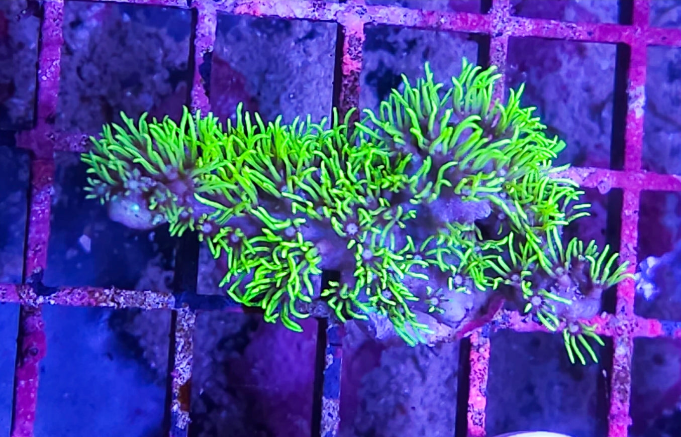 WYSIWYG Branching GSP coral new