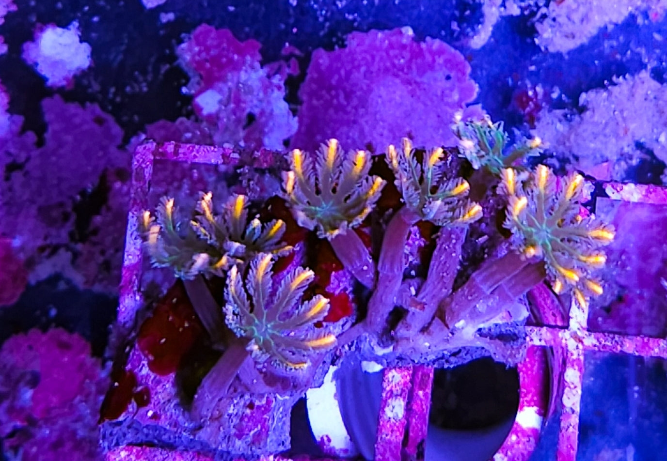 WYSIWYG Rainbow Clove Polyps coral new