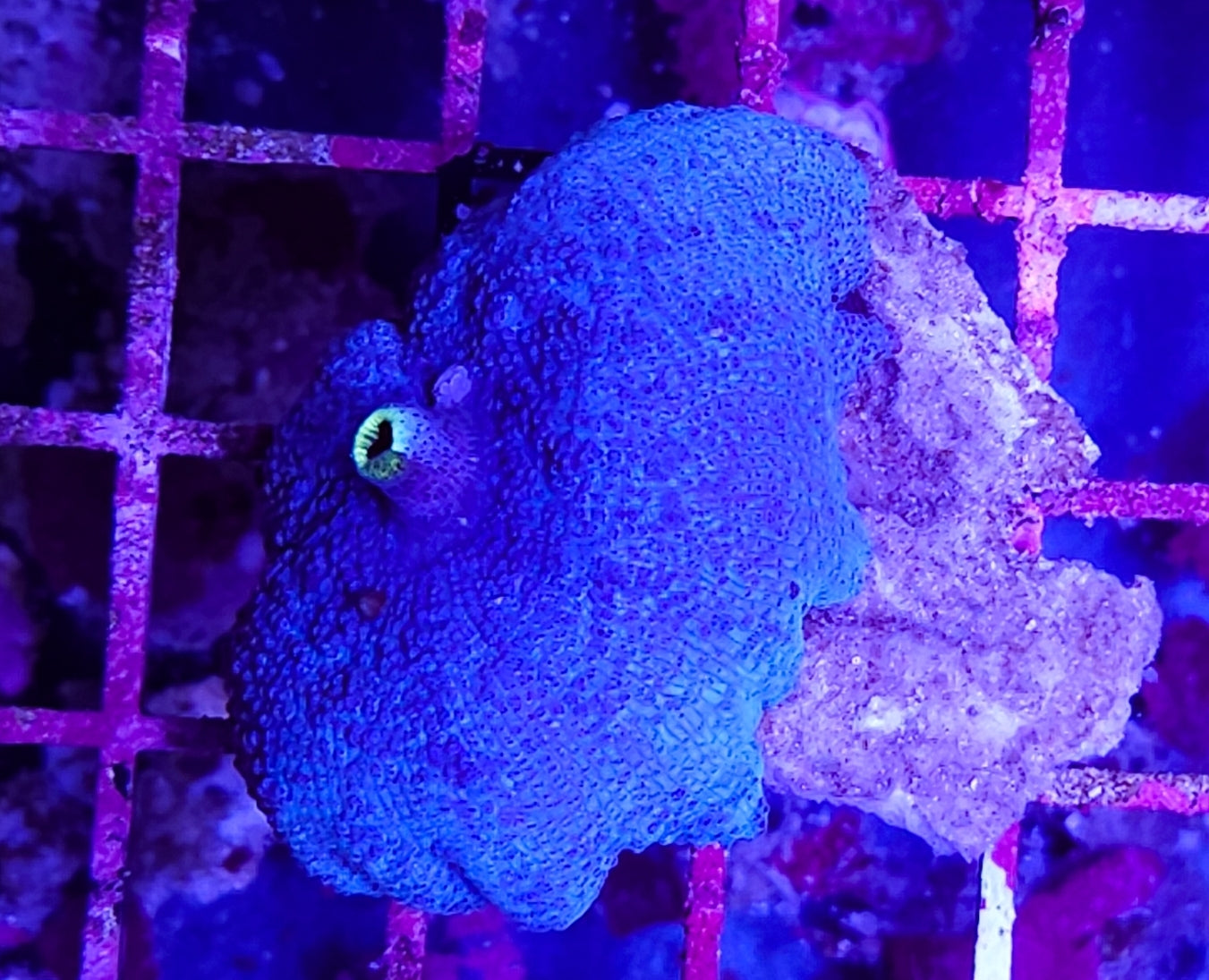 WYSIWYG L/G Blue Mushroom coral new