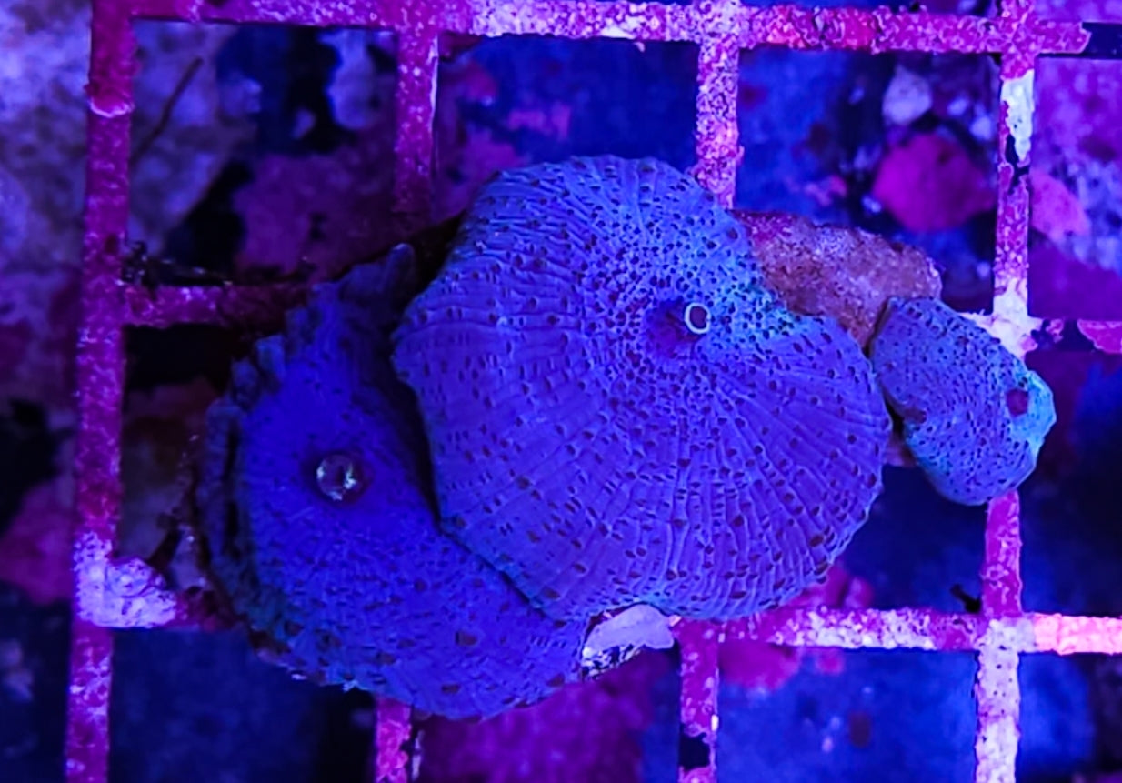 WYSIWYG 3 heads Blue Mushroom coral new