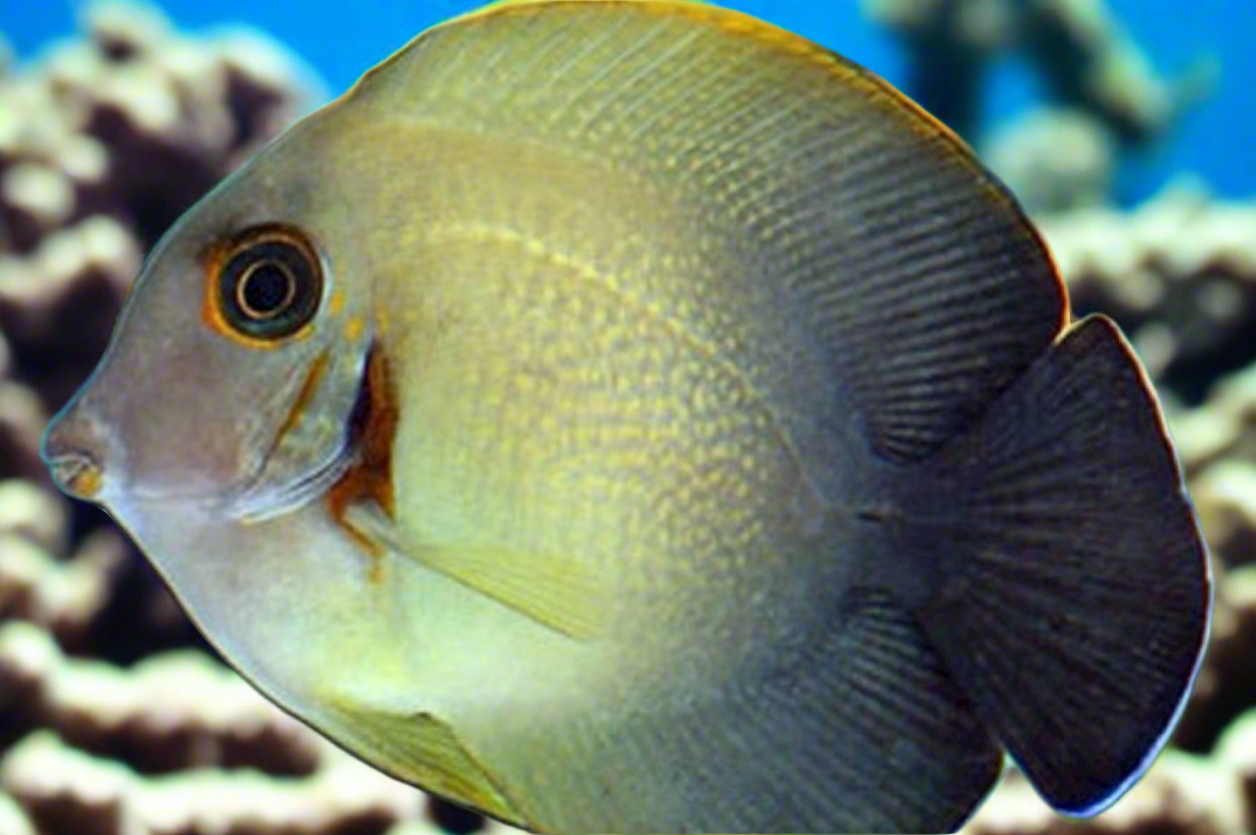 Tang Rio Ack Half Black mimic tang | Shipwreck Cove Corals