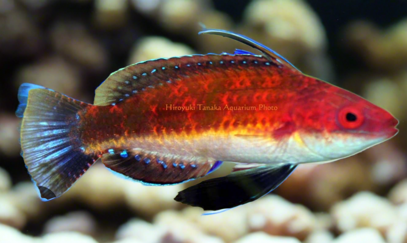 Joan's Fairy Wrasse