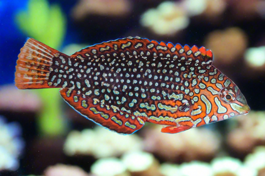 Ornate Leopard Wrasse