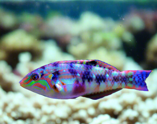 Nebulous Wrasse