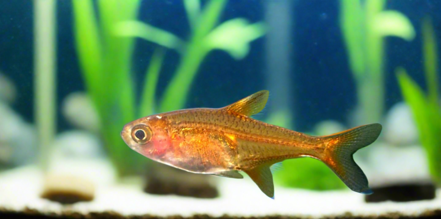 Ember tetra