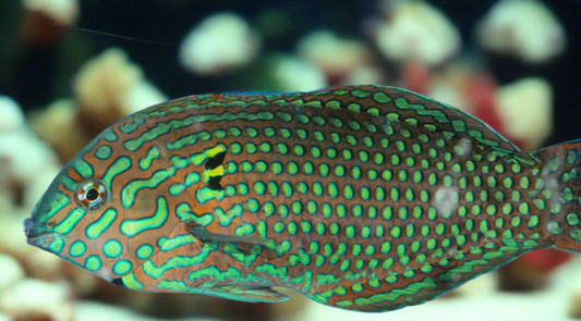 Male green ornate leopard wrasse L/G new