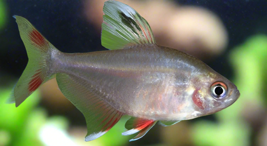 Tetra rosy