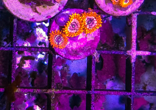 WYSIWYG Utter chaos zoa frag