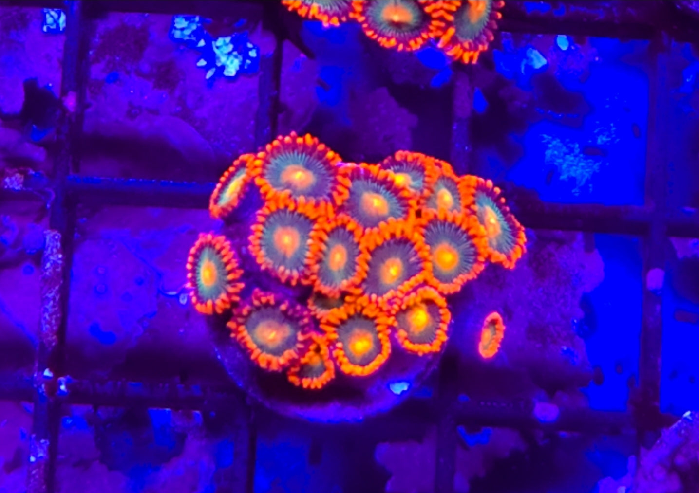 WYSIWYG Gatorade Zoa coral 10+heads #2