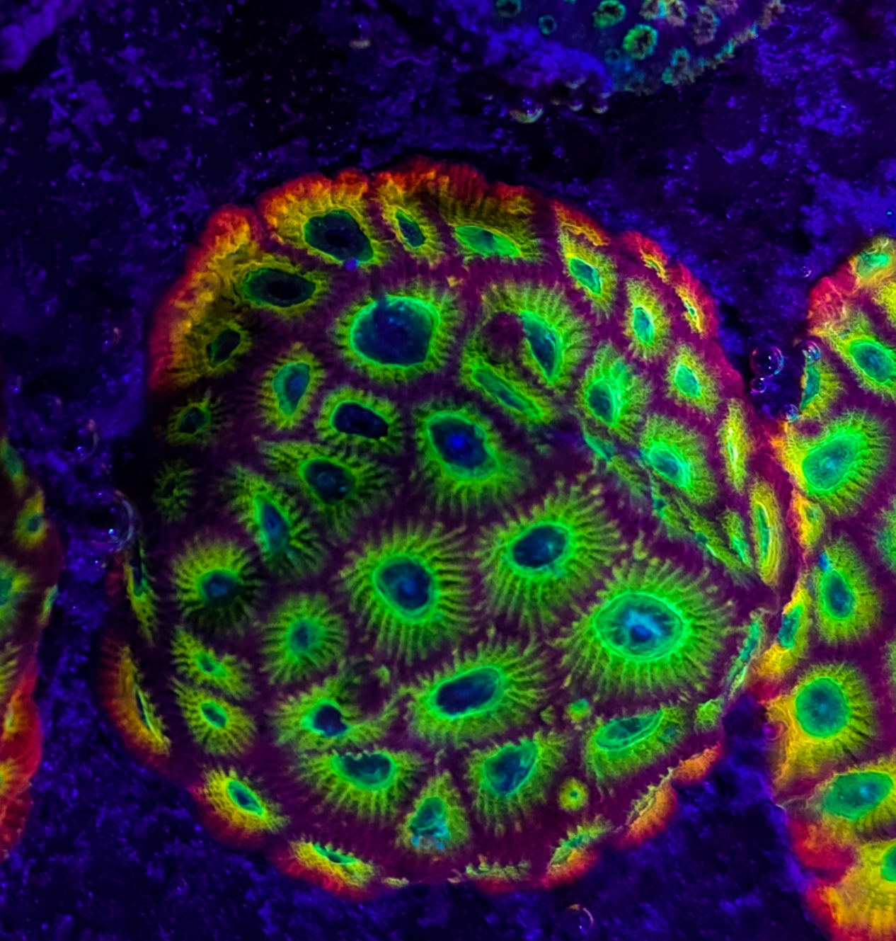 WYSIWYG LG SCC kaleidoscope Favia coral