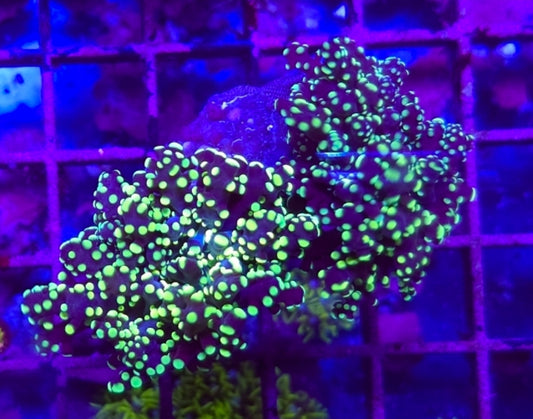 WYSIWYG 2 Heads Neon Green Octospawn