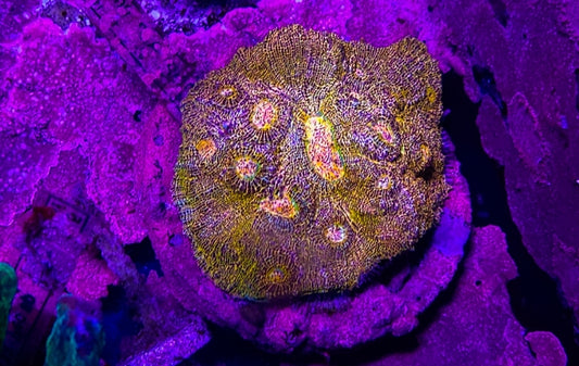 WYSIWYG Ultra Gold Prism Chalice L/G coral