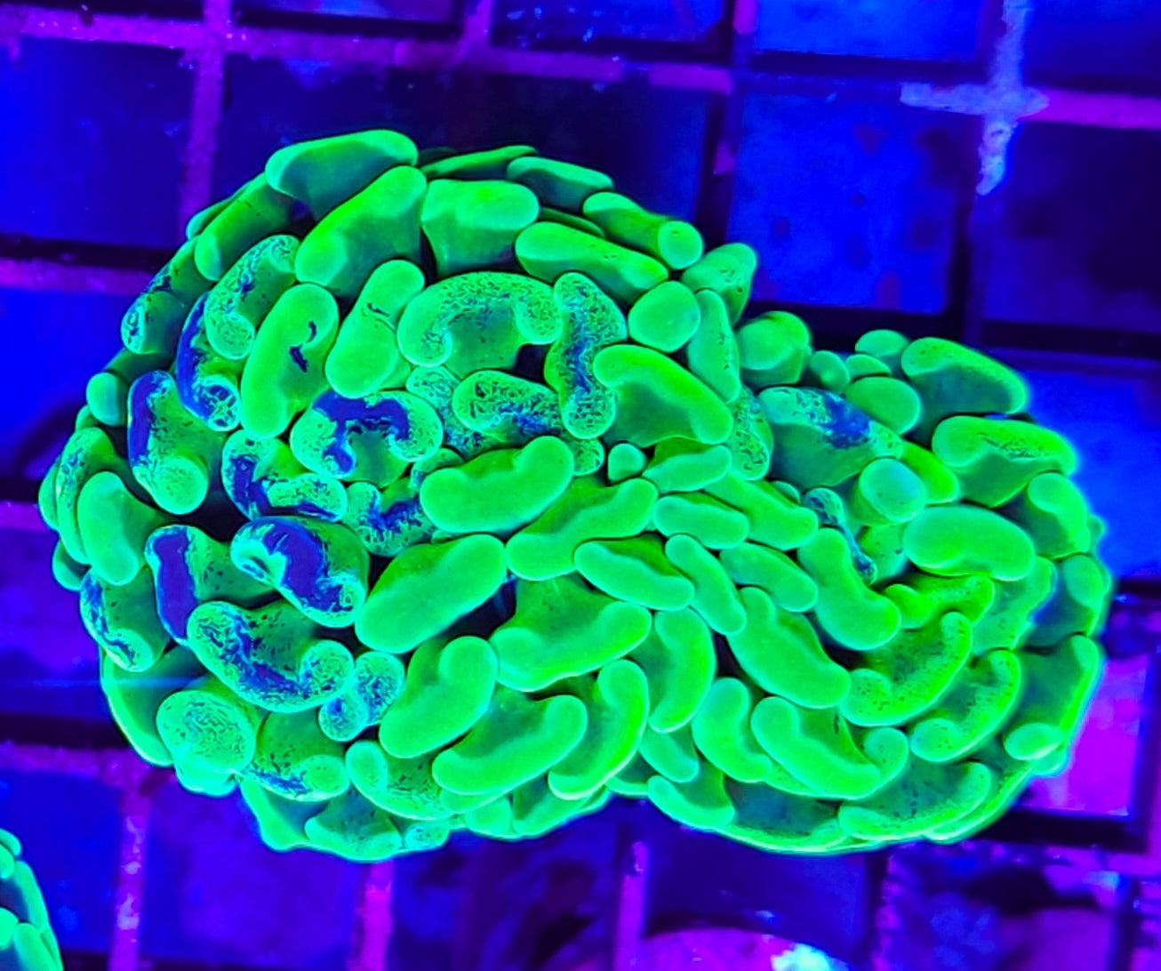 WYSIWYG 2 heads Toxic Splatter Hammer coral new